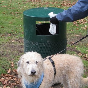 Cacca di cane per strada: idee e progetti per liberarsene