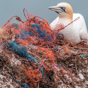 Lotta alla plastica: a CinemAmbiente come in Europa, l'obiettivo è #BeatPlasticPollution